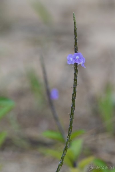 Чунга-Чанга - Ко Панган