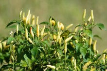 Чунга-Чанга - Ко Панган