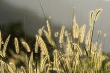 Чунга-Чанга - Ко Панган