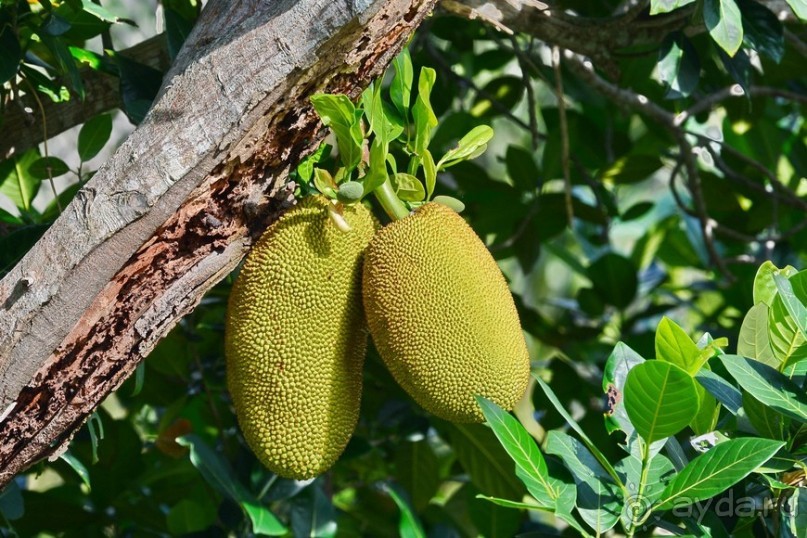 Чунга-Чанга - Ко Панган