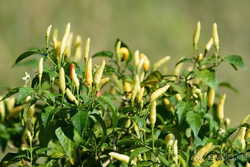 Чунга-Чанга - Ко Панган