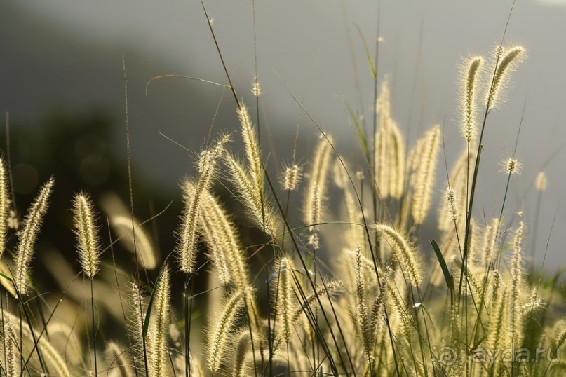 Чунга-Чанга - Ко Панган