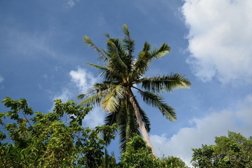 Чунга-Чанга - Ко Панган