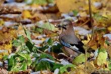 Орнитологические страсти. Осень.