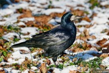 Орнитологические страсти. Осень.