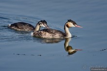 Орнитологические страсти. Осень.