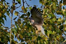 Орнитологические страсти. Осень.