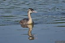 Орнитологические страсти. Осень.