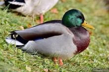 Орнитологические страсти. Осень.