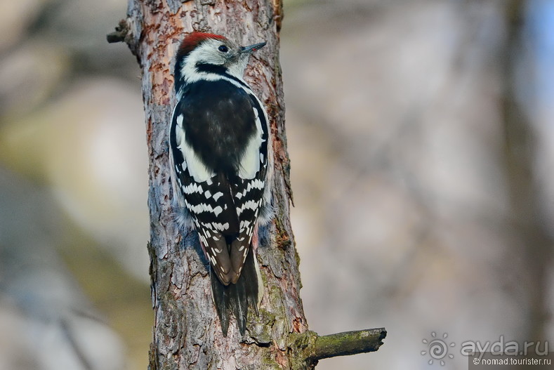 Альбом отзыва "Орнитологические страсти. Осень."