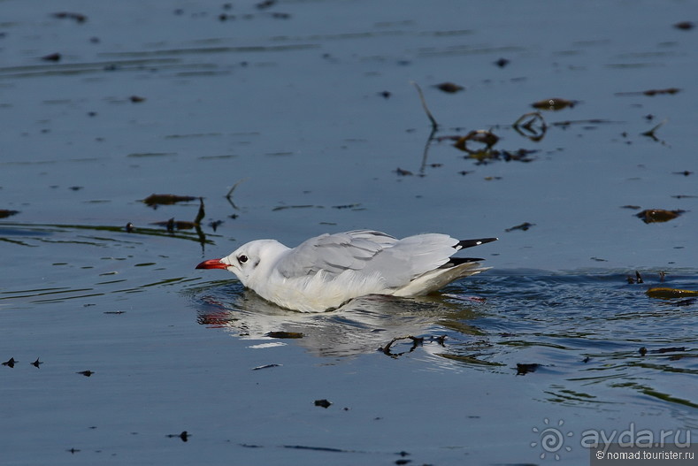 Орнитологические страсти. Осень.
