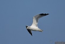 Орнитологические страсти. Осень.