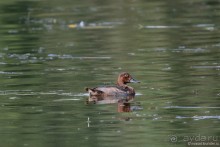 Орнитологические страсти. Осень.