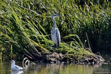 Орнитологические страсти. Осень.