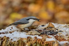 Орнитологические страсти. Осень.