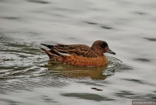 Орнитологические страсти. Осень.