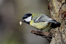 Орнитологические страсти. Осень.