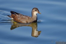 Орнитологические страсти. Осень.