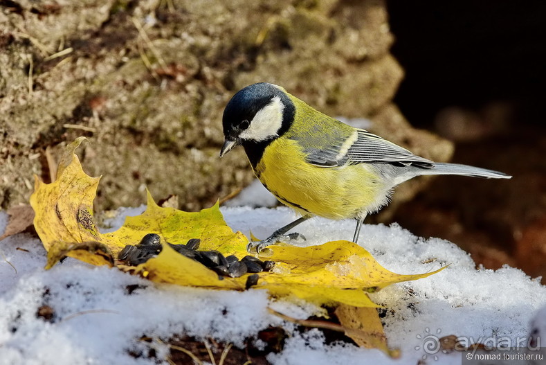 Орнитологические страсти. Осень.