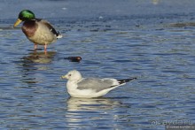 Орнитологические страсти. Осень.