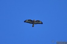 Орнитологические страсти. Осень.