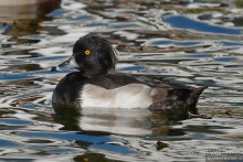 Орнитологические страсти. Осень.