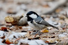 Орнитологические страсти. Осень.