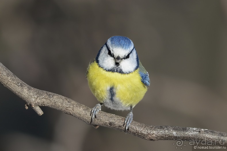 Орнитологические страсти. Осень.