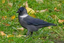 Орнитологические страсти. Осень.