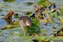 Орнитологические страсти. Осень.