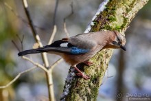 Орнитологические страсти. Осень.