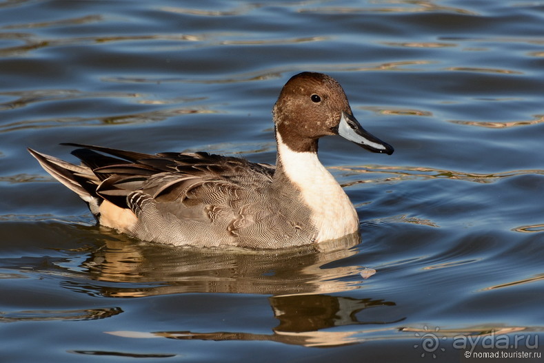 Орнитологические страсти. Осень.