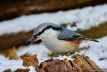 Орнитологические страсти. Осень.