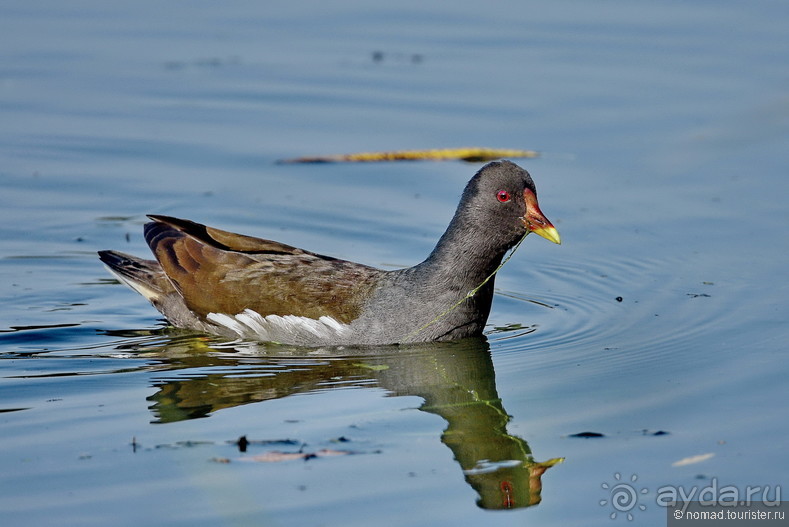 Орнитологические страсти. Осень.