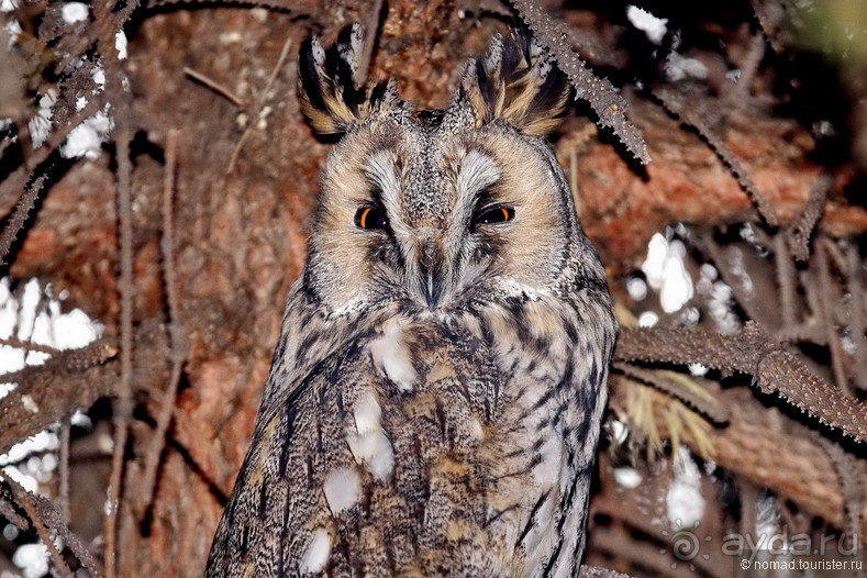 Орнитологические страсти. Осень.