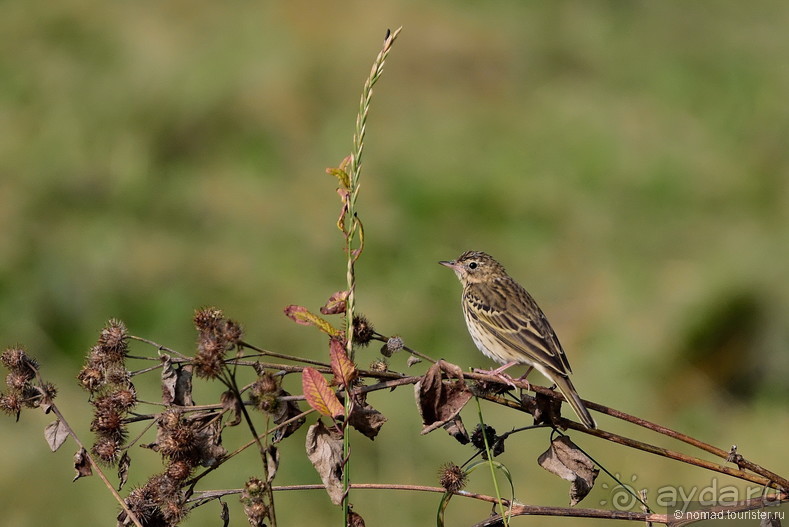 Орнитологические страсти. Осень.