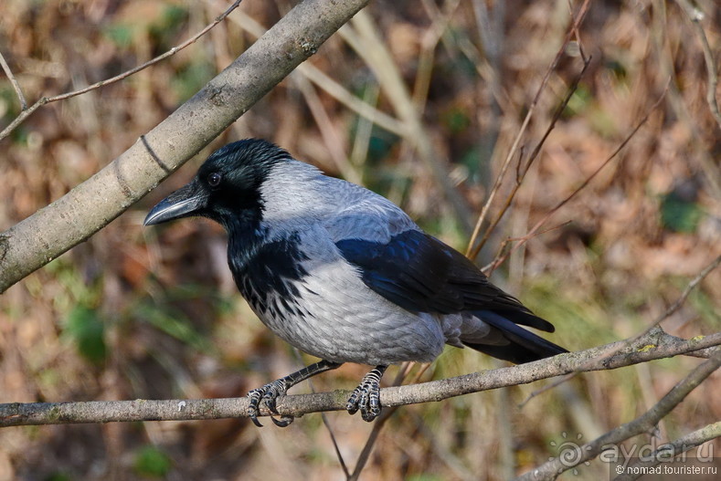Орнитологические страсти. Осень.