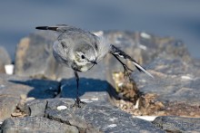 Орнитологические страсти. Осень.