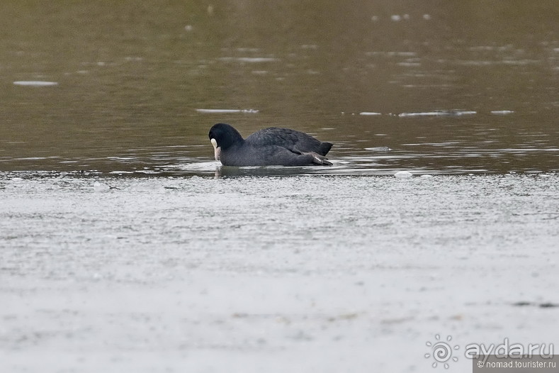 Орнитологические страсти. Осень.