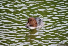 Орнитологические страсти. Осень.