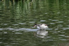 Орнитологические страсти. Осень.