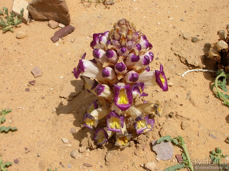 Ближний Восток становится ближе. Часть 2