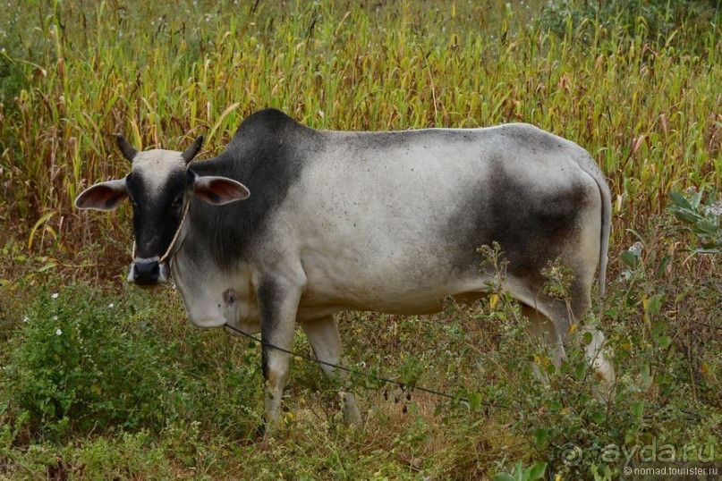 Из Мьянмы с любовью... Часть 2