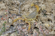 Экстаз № 3. Каспий-Актау-Бокты