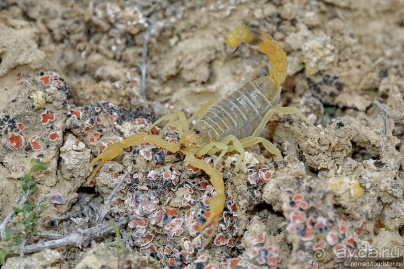 Экстаз № 3. Каспий-Актау-Бокты