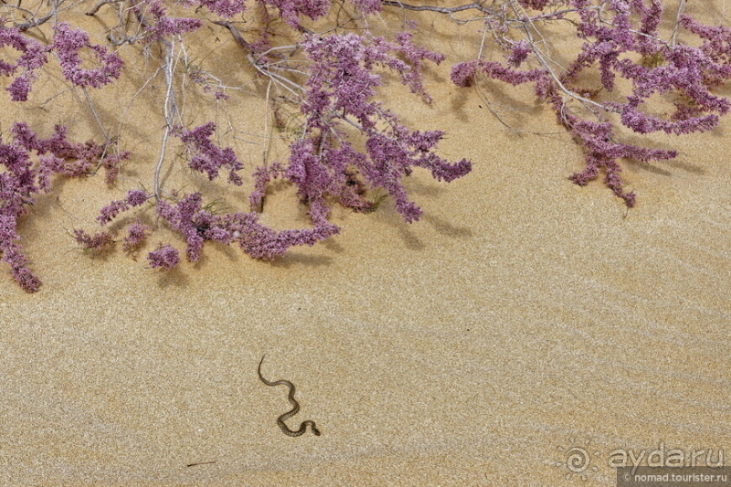 Экстаз № 3. Каспий-Актау-Бокты