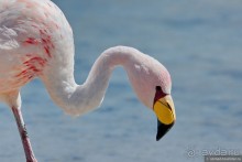 Bolivia te espera! Часть 5