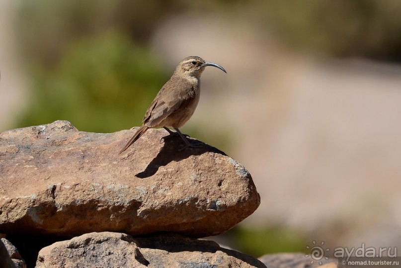 Bolivia te espera! Часть 5