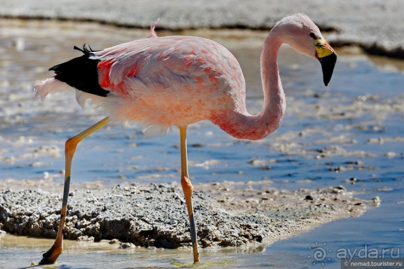 Bolivia te espera! Часть 5