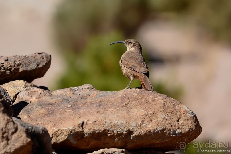 Bolivia te espera! Часть 5